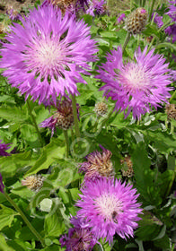 Centaurea hypoleuca 'John Coutts'