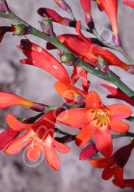 Crocosmia masoniorum 'Bressingham Beacon'