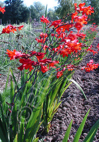 Crocosmia 'Ember Glow'