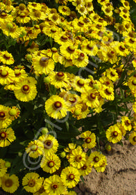 Helenium  'Zimbelstern'