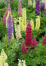 Lupinus  'Popsicles Mix'