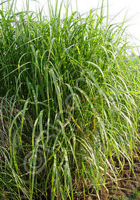 Miscanthus floridulus