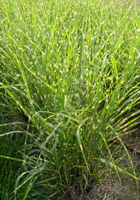 Miscanthus sinensis 'Strictus'