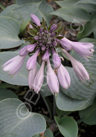 Hosta x tardiana 'Halcyon'