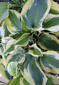 Hosta x 'Wide Brim'