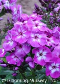 Phlox paniculata 'Franz Schubert'                 