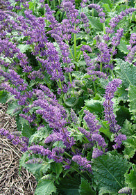 Salvia verticillata 'Purple Rain'