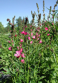 Sidalcea malviflora 'Mr. Lindbergh'