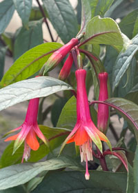 Fuchsia 'Neon Tricolor'