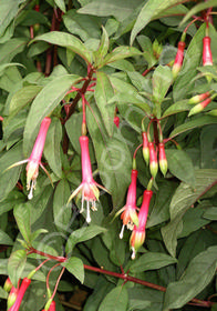 Fuchsia  'Neon Tricolor'