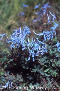 Corydalis flexuosa 'Blue Panda'                   