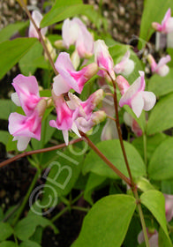 Lathyrus vernus 'Rosenelfe'