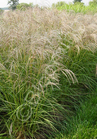 Miscanthus sinensis 'Flamingo'