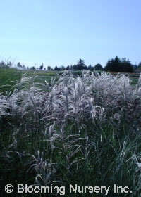 Miscanthus sinensis 'Kleine Fontaine'