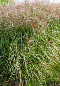 Miscanthus sinensis 'Malepartus'