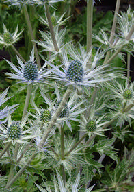 Eryngium amethystinium 'Sapphire Blue'