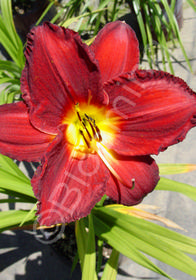 Hemerocallis x 'Ruffled Ruby'