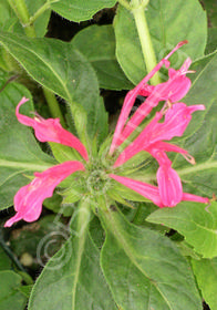 Monarda didyma 'Coral Reef'