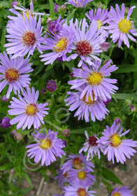 Aster dumosus 'Wood's Blue'