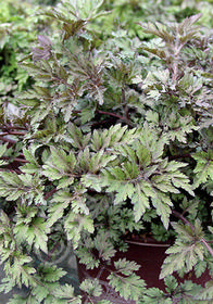 Artemisia lactiflora 'Guizhou'