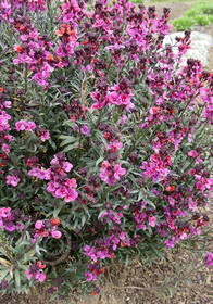 Erysimum linifolium 'Julian Orchard'