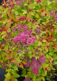 Spiraea japonica Magic Carpet ('Walbuma')