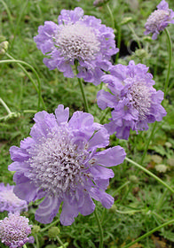 Scabiosa columbaria 'Butterfly Blue'