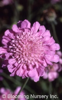 Scabiosa columbaria 'Pink Mist'                   