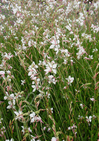 Gaura lindheimeri 'Whirling Butterflies'