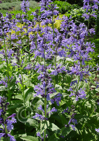 Nepeta sibirica 'Souvenir d'Andre Chaudron'