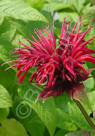 Monarda 'Mahogany'