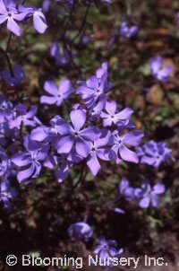 Phlox divaricata 'London Grove'