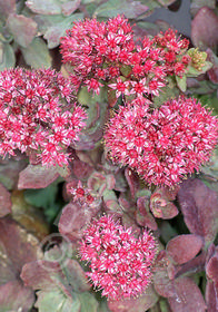 Sedum telephium 'Sunset Cloud'