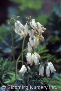 Dicentra formosa 'Langtrees'