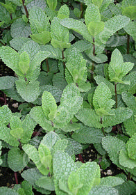 Mentha spicata 'Spanish'