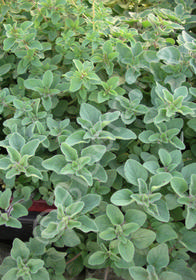 Origanum vulgare 'Dark Leaf'