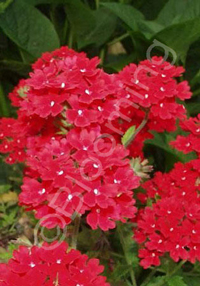 Verbena canadensis 'Taylortown Red'