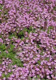 Thymus doerfleri 'Bressingham'