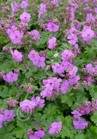 Geranium x cantabrigiense 'Cambridge Blue'