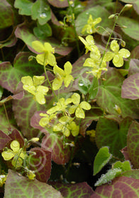 Epimedium x perralchicum 'Frohnleiten'