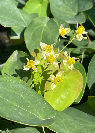 Epimedium pinnatum subsp. colchicum 