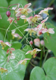 Epimedium pinnatum 'Colchicum'