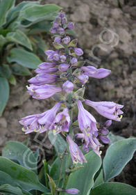 Hosta 'Blue Cadet'