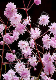 Thalictrum delavayi 'Hewitt's Double'