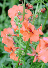 Diascia 'Blackthorn Apricot'            