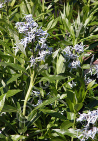 Amsonia tabernaemontana                           