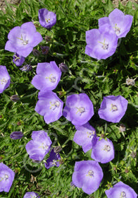 Campanula carpatica 'Deep Blue Clips'