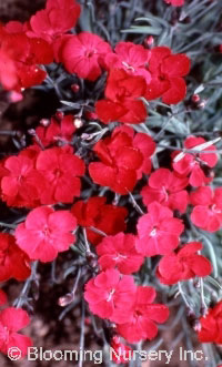 Dianthus alpinus 'Little Joe'                     