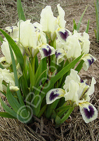 Iris pumila 'Navy Doll'