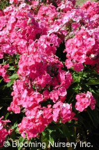 Phlox paniculata 'Pink Gown'